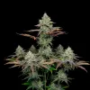 Grandaddy Purple Fast