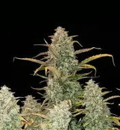 Green Crack Auto