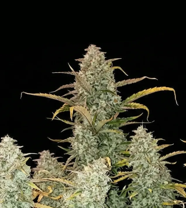 Green Crack Auto