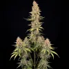 Jack Herer Fast