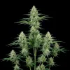 Jack Herer