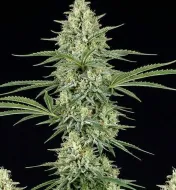 Jack Herer