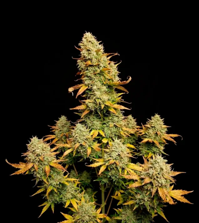 Lemon Skunk Auto