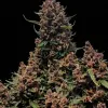 Mimosa Cake Auto