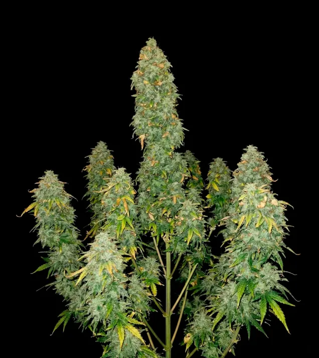 Pink Runtz Auto