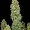 Pink Runtz Auto