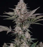 Purple Lemonade