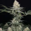 Purple Punch