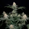 Purple Punch