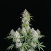 Sherbet Auto