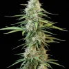 Sour Diesel Auto