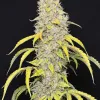 Watermelon Zkitllez Auto