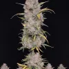 Wedding Cake Auto