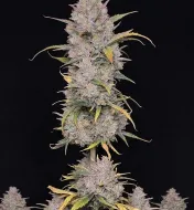Wedding Cake Auto