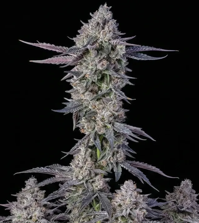 White Runtz