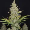White Russian Fast