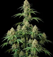 Amnesia F1