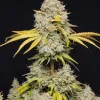 Wedding Crasher F1
