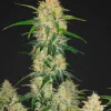 Watermelon Zkittlez Fast