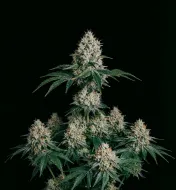 OG Kush F1