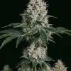 OG Kush F1