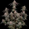 Lemon Cherry Gelato