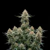 Fast Bud Auto