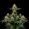 Critical Bilbo Auto