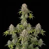 Girl Scout Cookies Fast