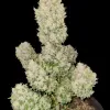 Apricot Gorilla Auto