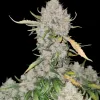 Apricot Gorilla Auto