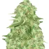 Strawberry Cough