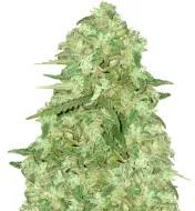 Strawberry Cough