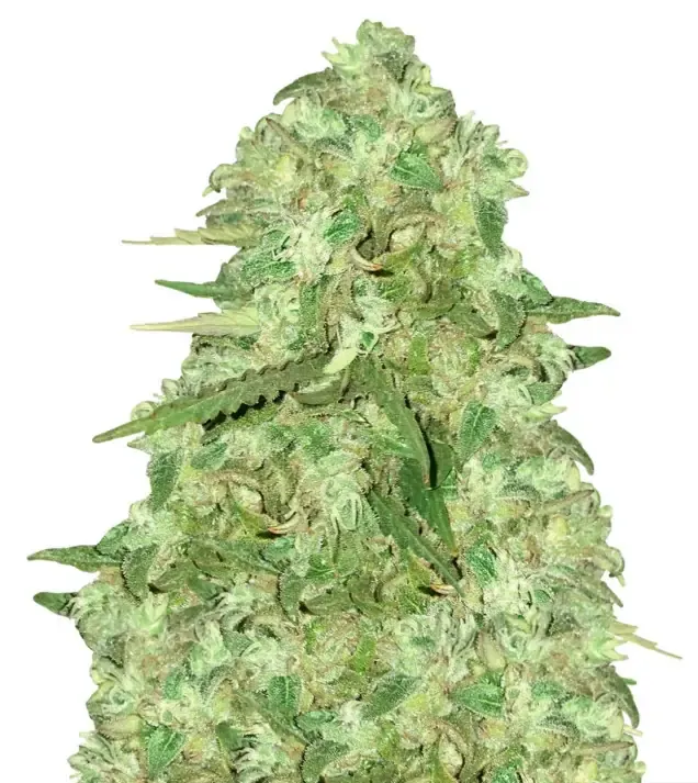 Strawberry Cough