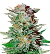 Pure Haze