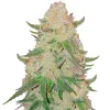 Pineapple Express