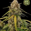 AK 2.0 XL Auto