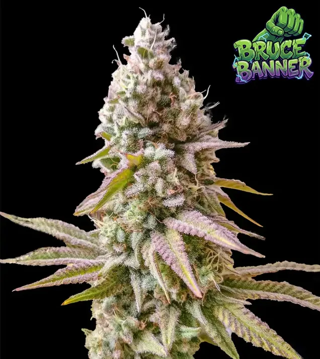 Bruce Banner