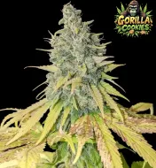 Gorilla Cookies