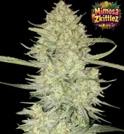 Mimosa Zkittlez Auto