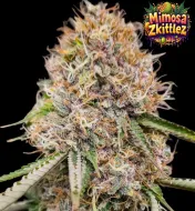 Mimosa Zkittlez Fast