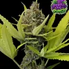 Purple OG Punch