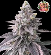 RS11 (Rainbow Sherbet 11)