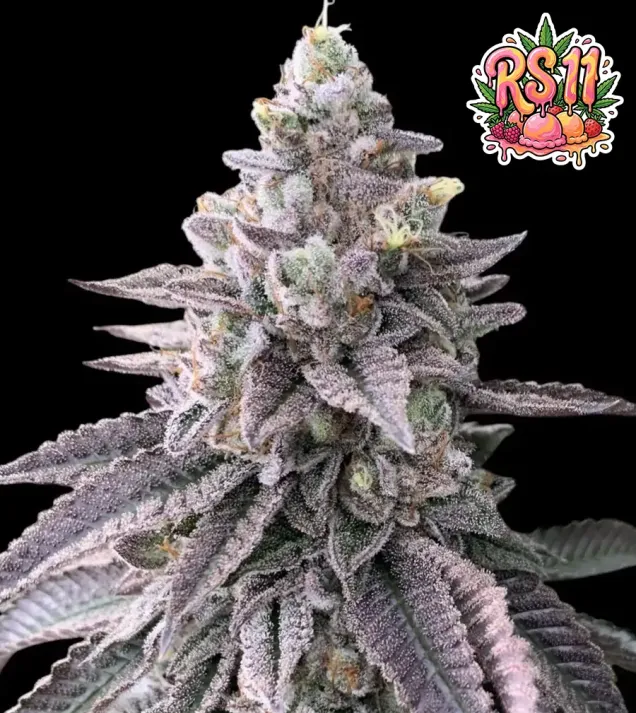 RS11 (Rainbow Sherbet 11)