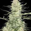 Amnesia F1 Fast - Ganja Farmer