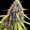 GG4 Auto