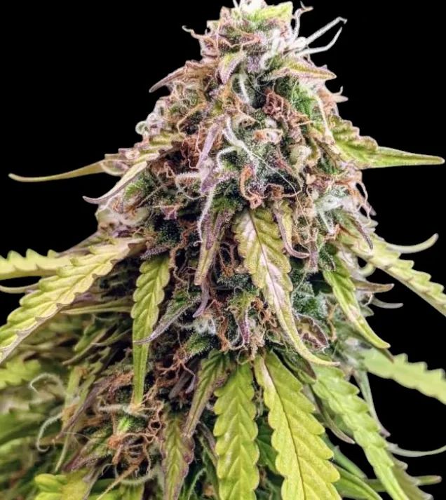 GG4 Auto