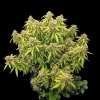 GG4 Auto