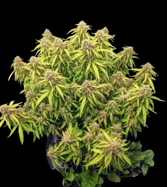 GG4 Auto