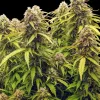 GG4 Auto